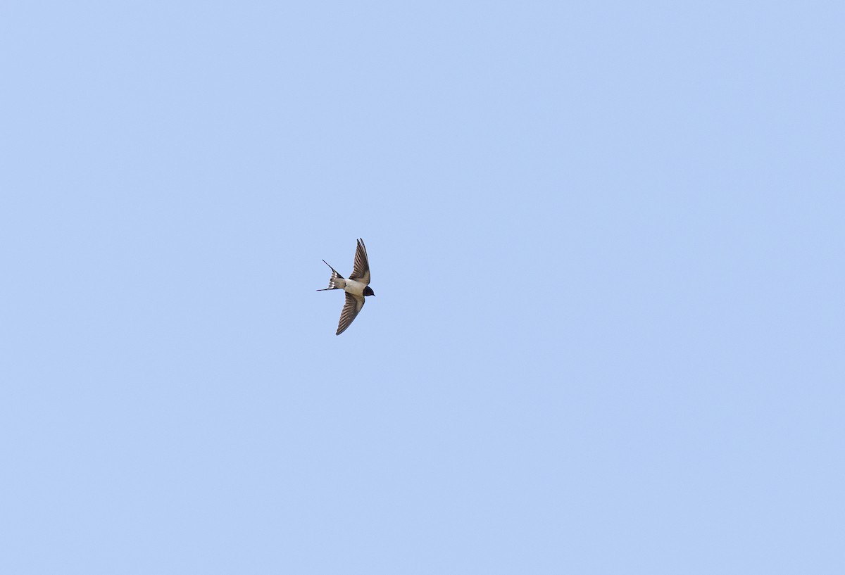 Barn Swallow - ML618814592