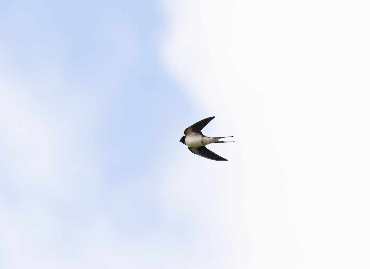 Barn Swallow - ML618814596