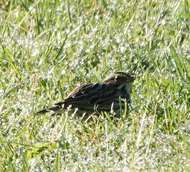 Savannah Sparrow - ML618814627