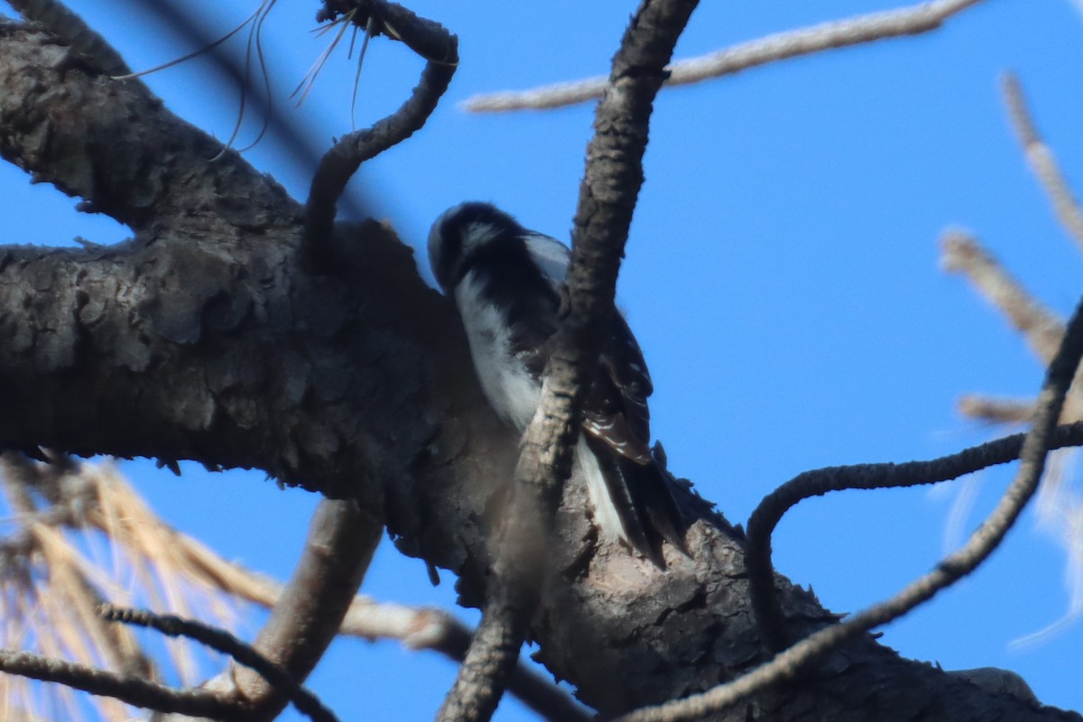 Hairy Woodpecker (Rocky Mts.) - ML618814631