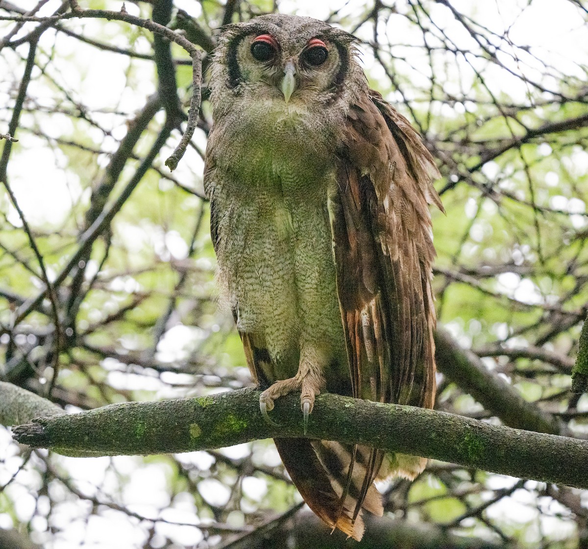 Verreaux's Eagle-Owl - Lizabeth Southworth