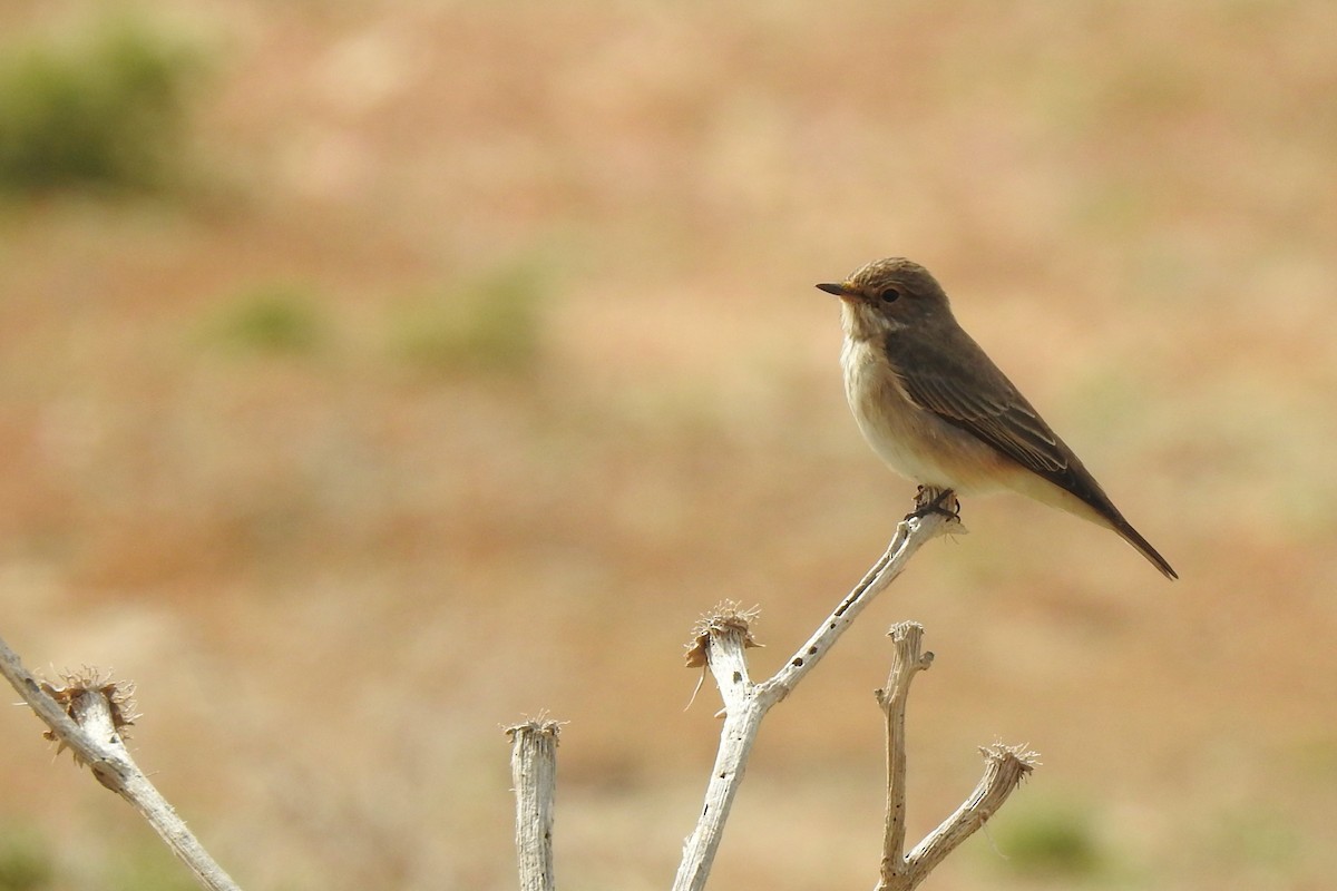 Spotted Flycatcher (Spotted) - ML618814654