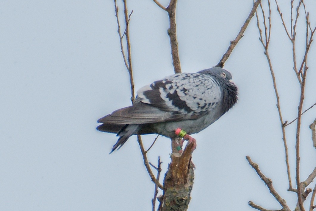 Rock Pigeon (Feral Pigeon) - ML618814657
