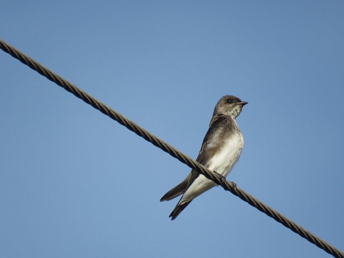 Brown-chested Martin - ML618814678
