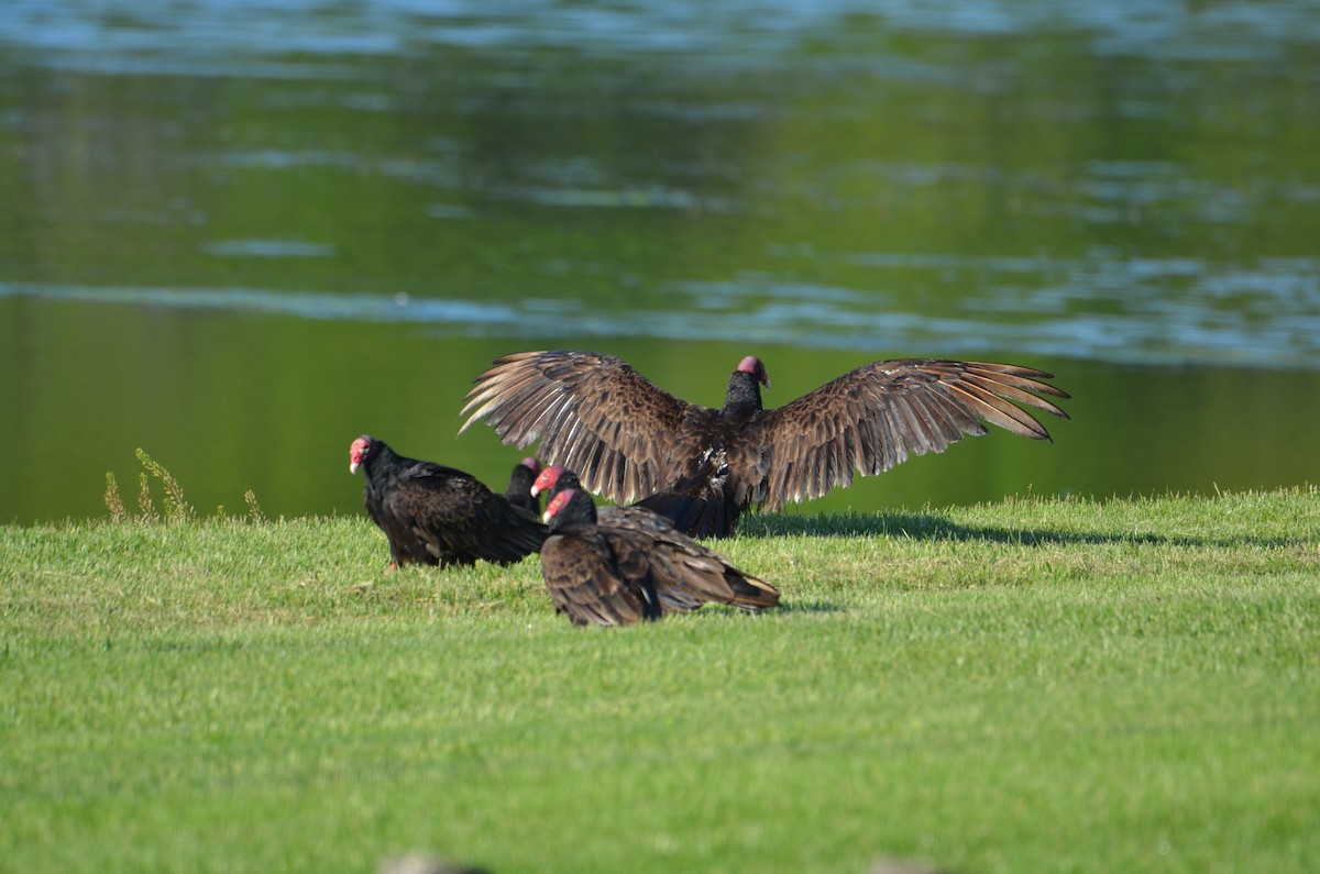 Turkey Vulture - Kerry Beaghan