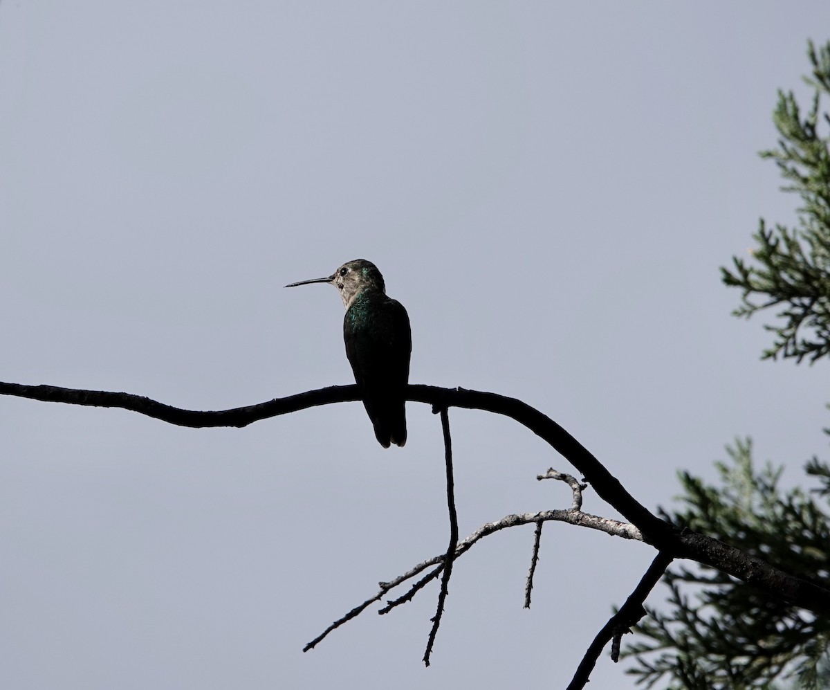 Black-chinned Hummingbird - Andrew Bailey