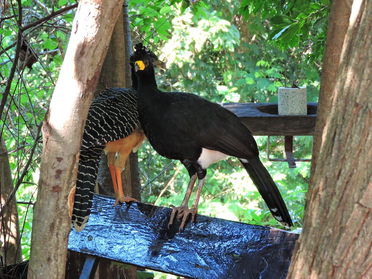 Bare-faced Curassow - ML618814702