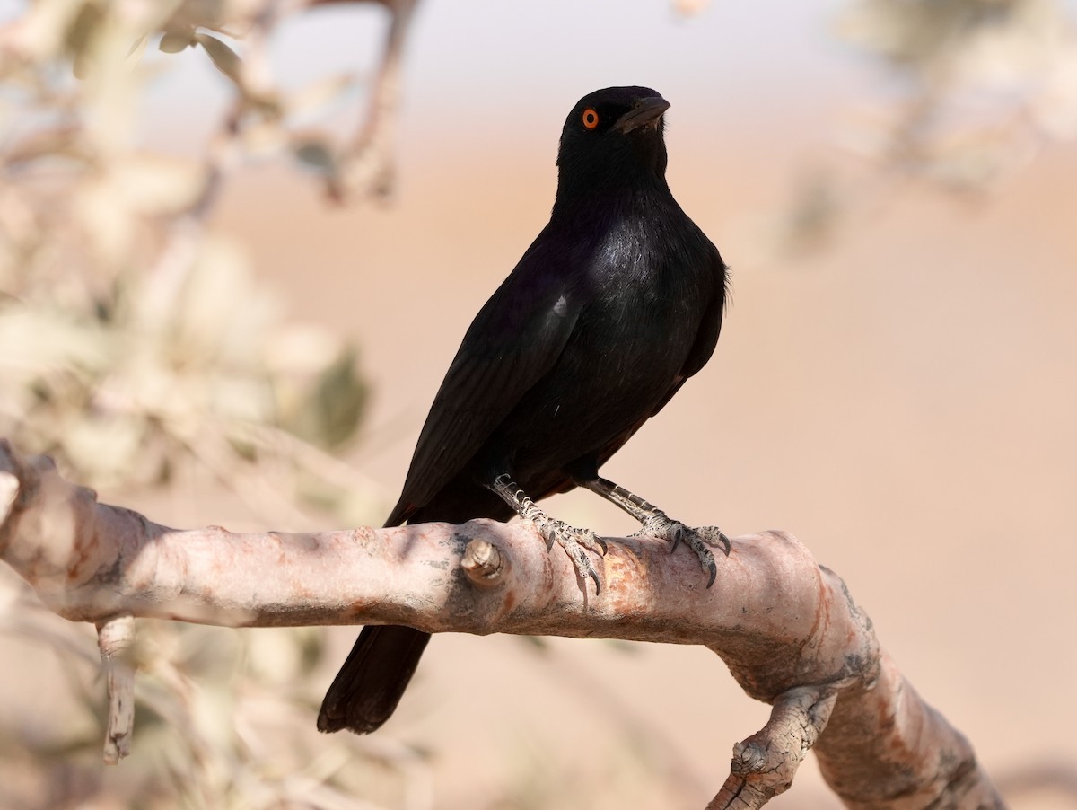 Pale-winged Starling - ML618814749
