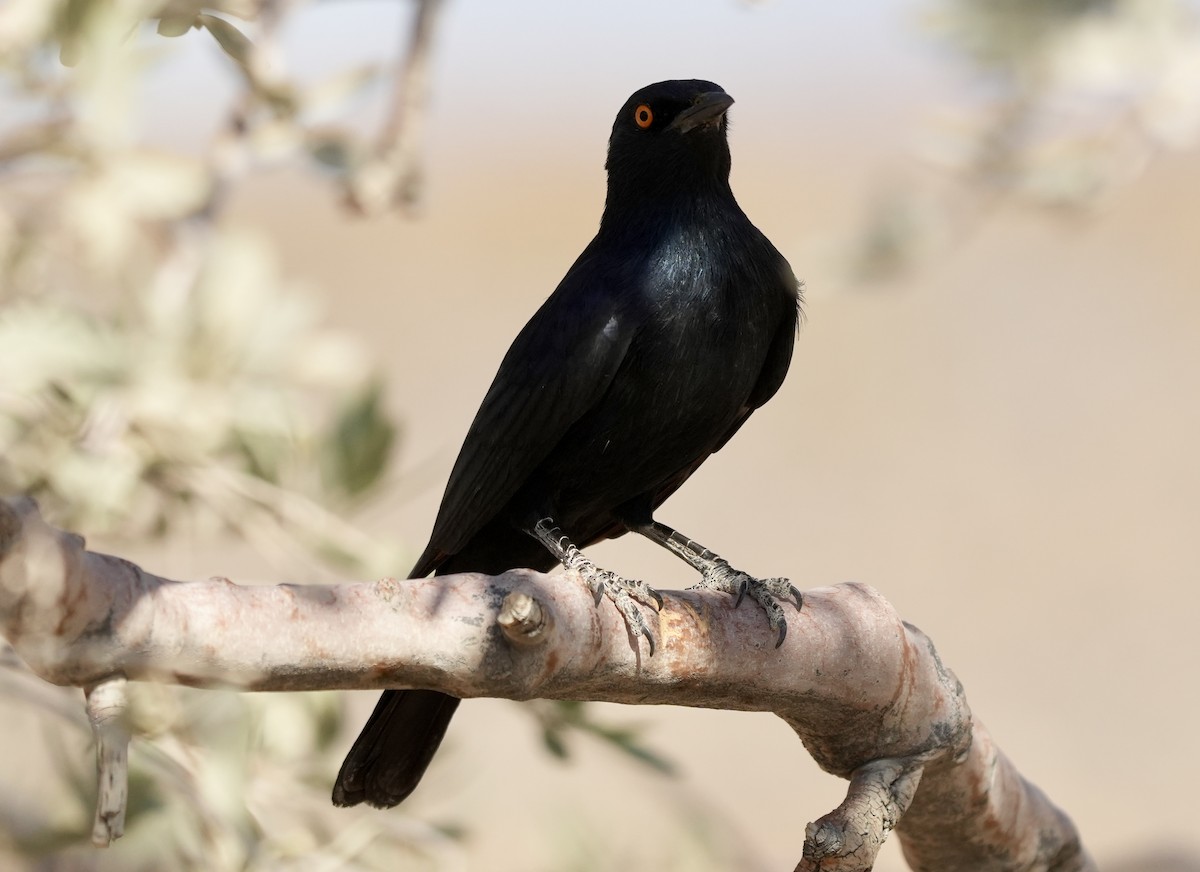 Pale-winged Starling - ML618814750