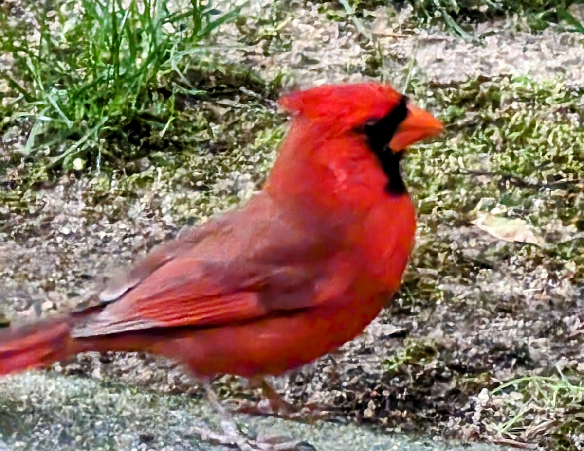 Cardinal rouge - ML618814757