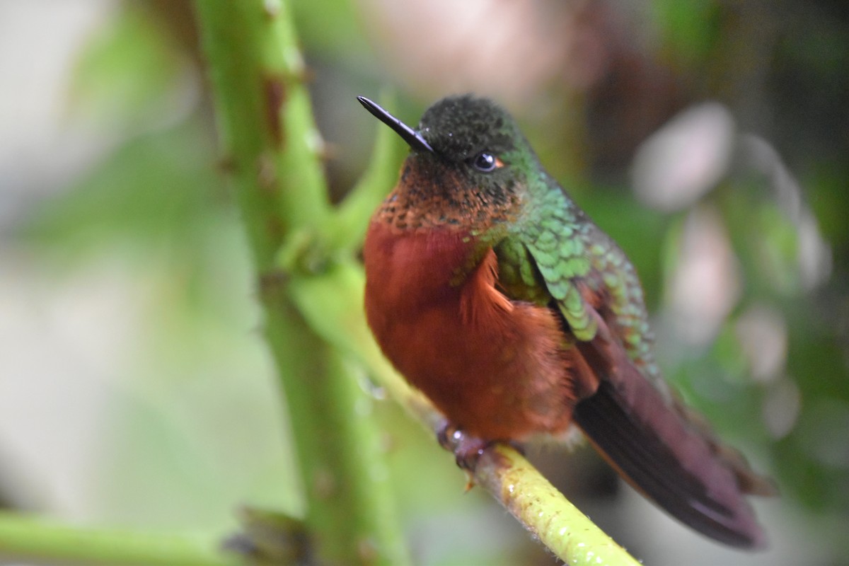 Chestnut-breasted Coronet - Tim Wing