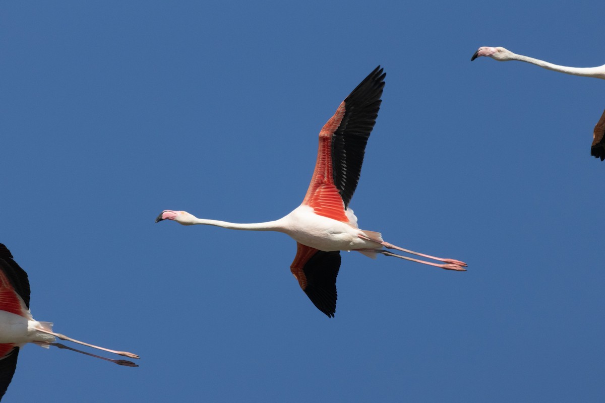 Greater Flamingo - Joseph Bourget