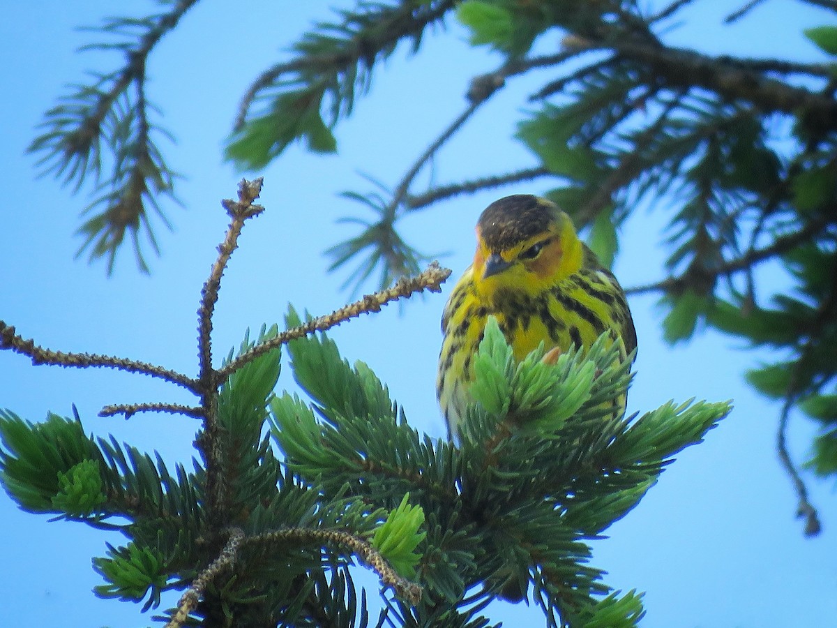 Cape May Warbler - ML618814806