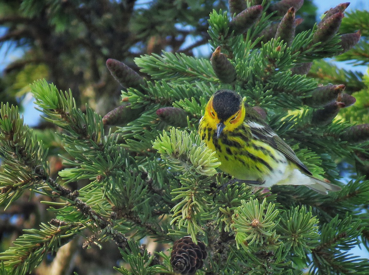 Cape May Warbler - ML618814807