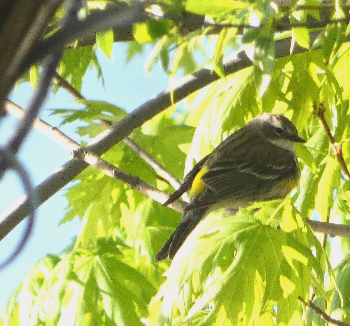 Yellow-rumped Warbler - T Russo