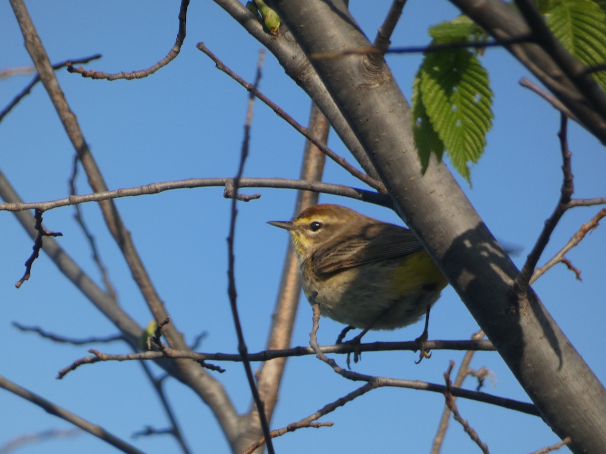 Palm Warbler - T Russo