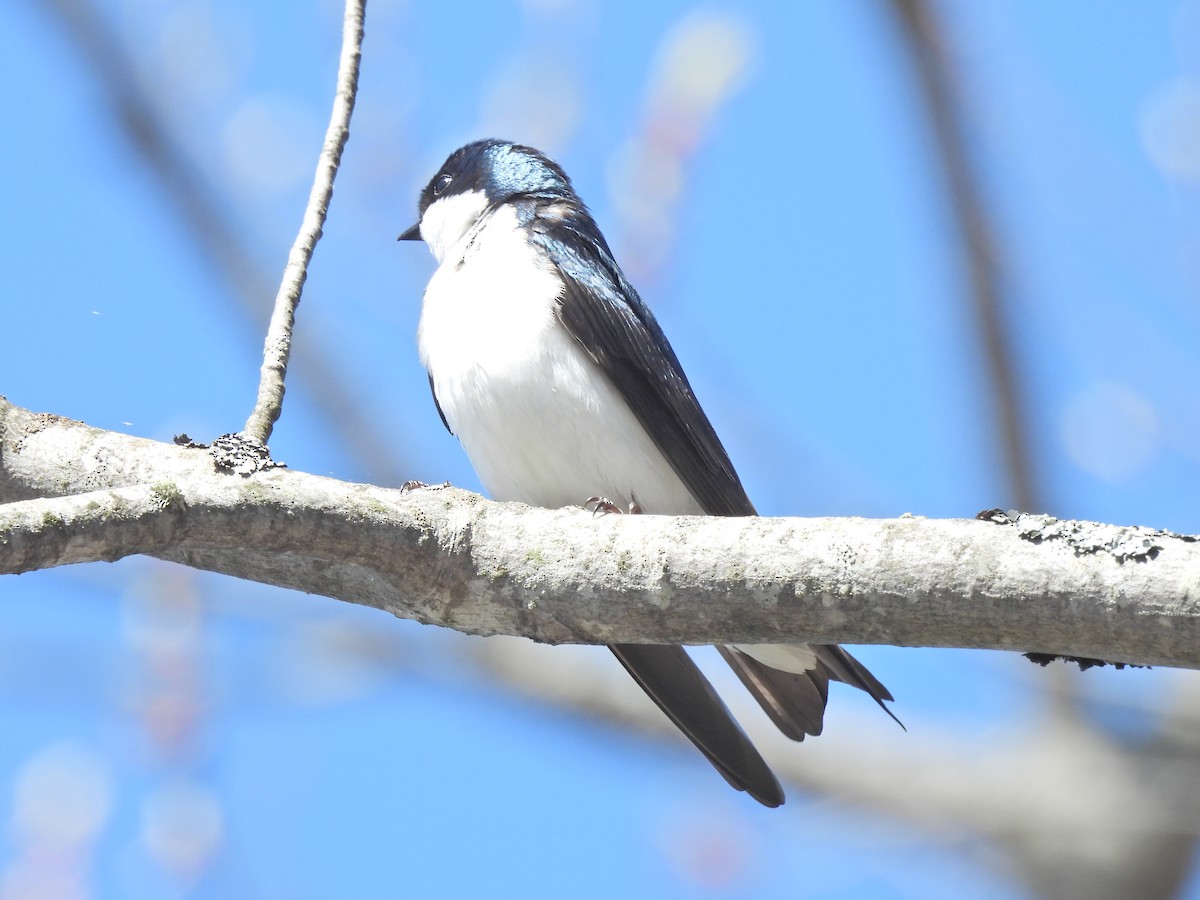 Tree Swallow - Normand Ethier