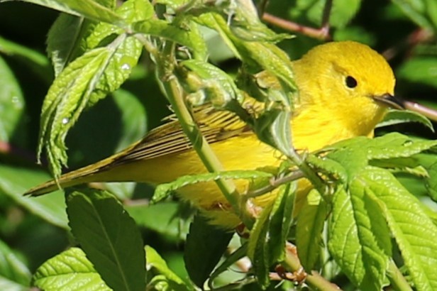 Yellow Warbler - michael vedder