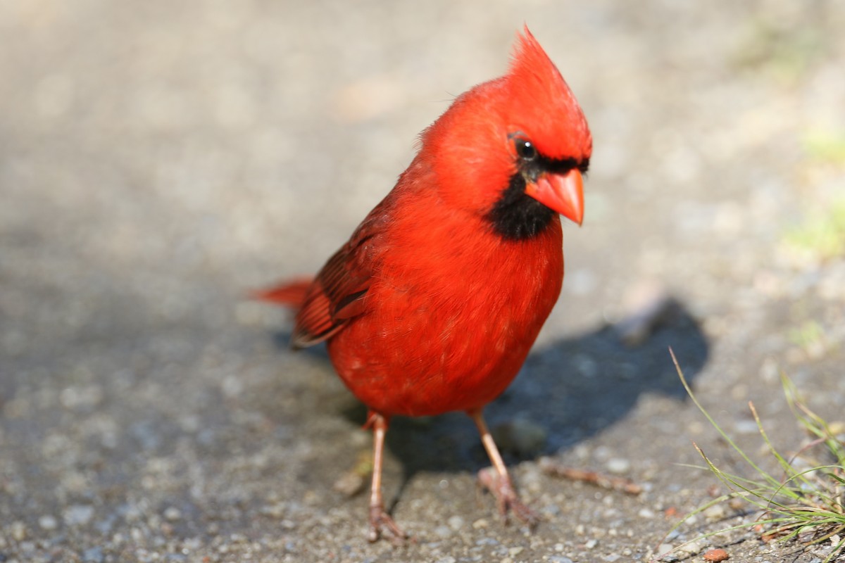 Northern Cardinal - michael vedder