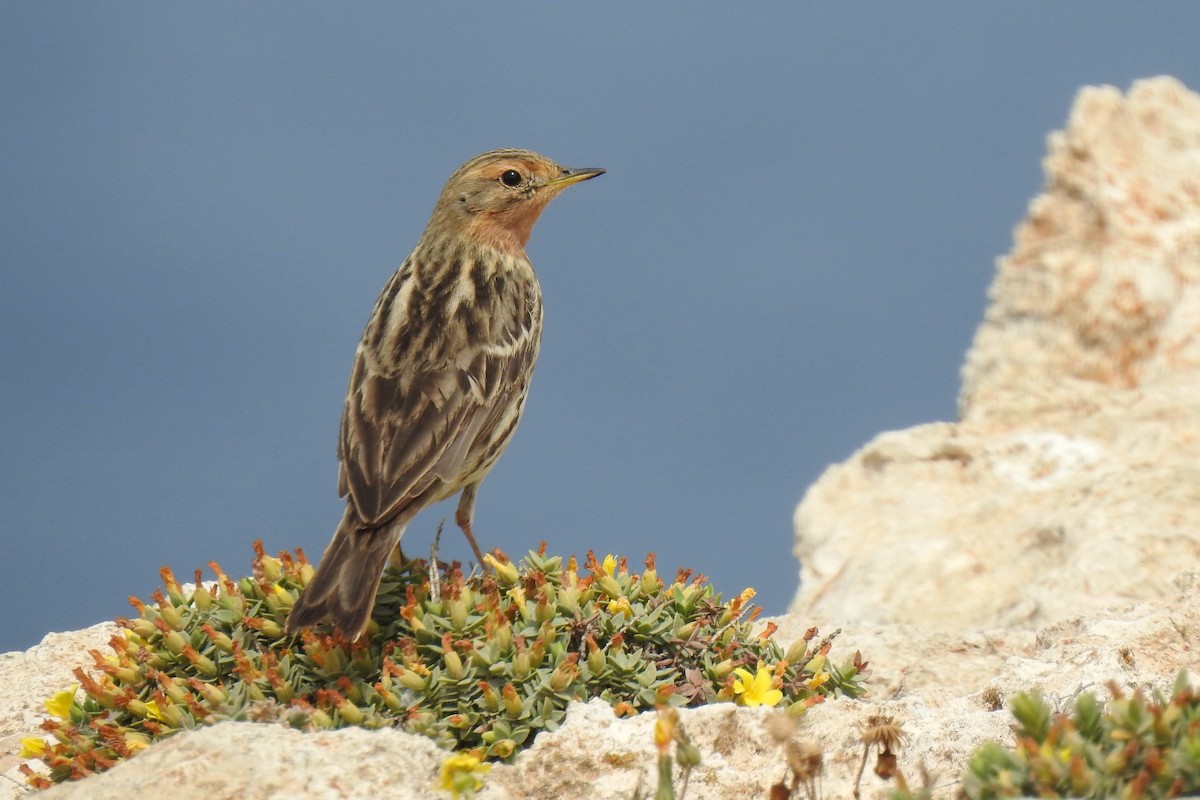 Red-throated Pipit - Luca Bonomelli