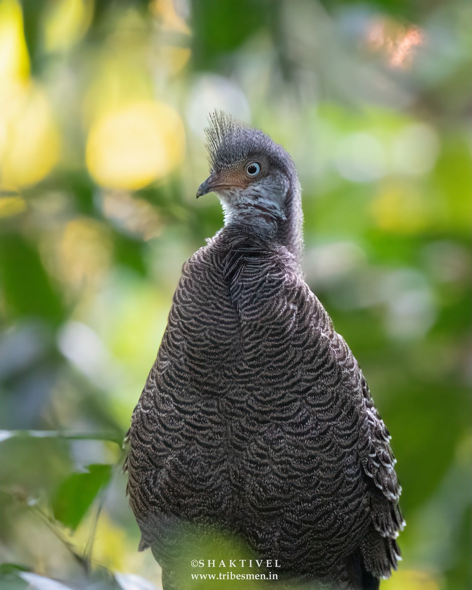 Gray Peacock-Pheasant - ML618814887