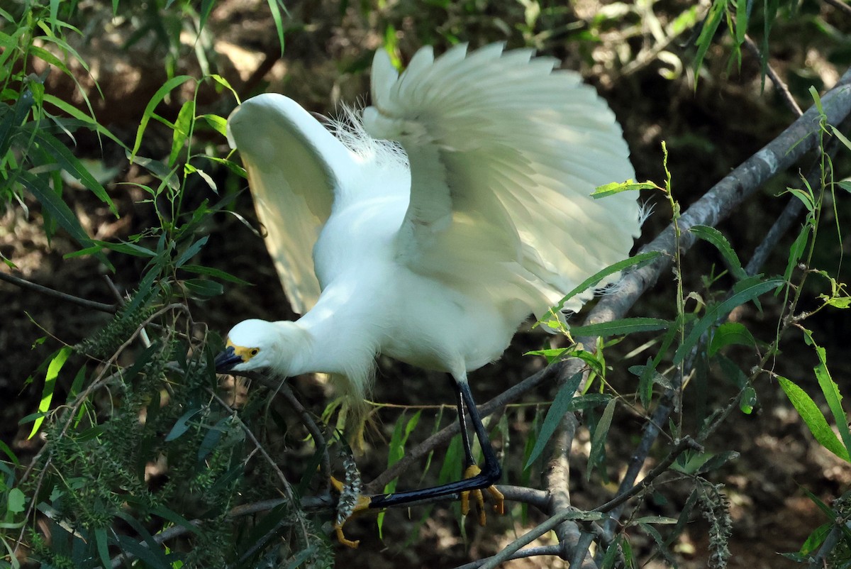 Snowy Egret - Vern Bothwell