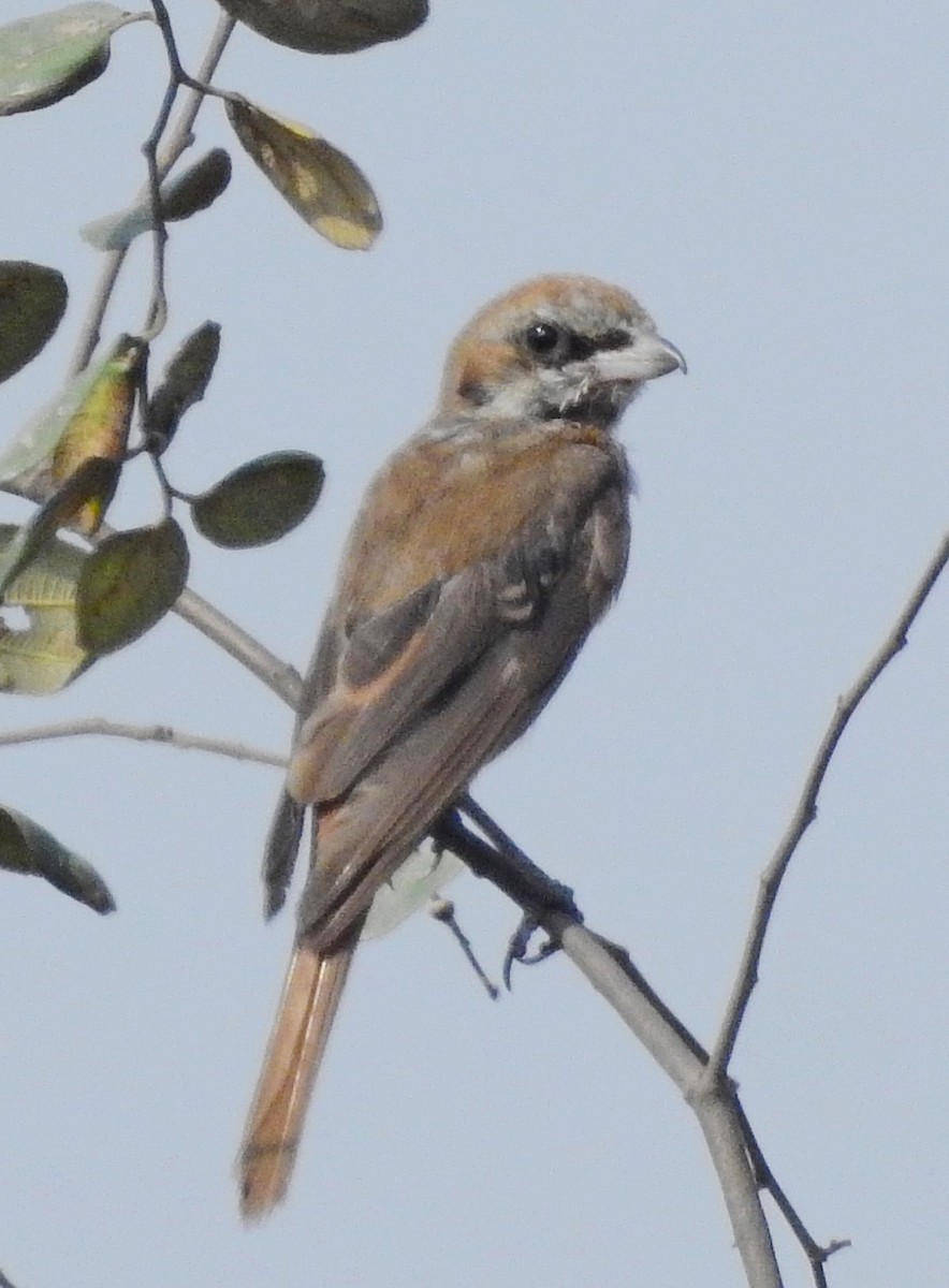 Brown Shrike - Raju Kasambe