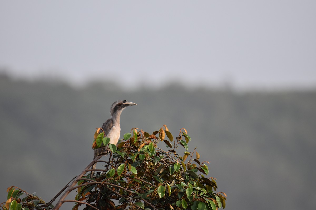 Indian Gray Hornbill - Anupam Dutta
