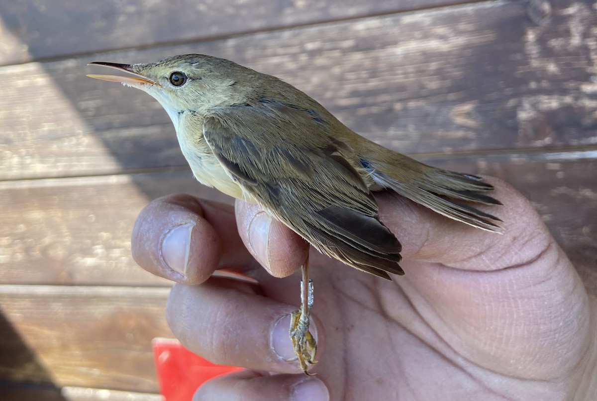 Common Reed Warbler - ML618814987