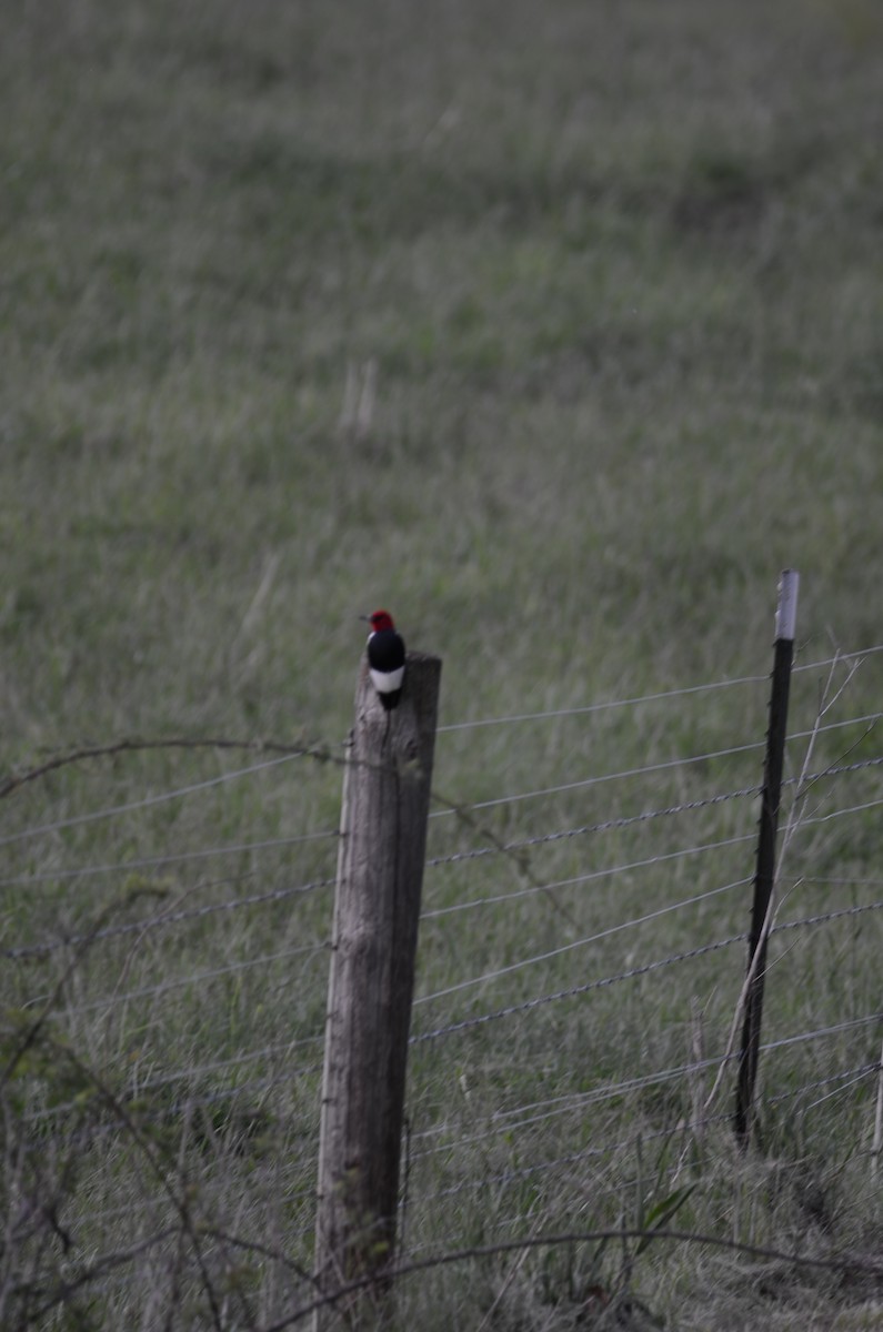 Red-headed Woodpecker - Kerry Beaghan