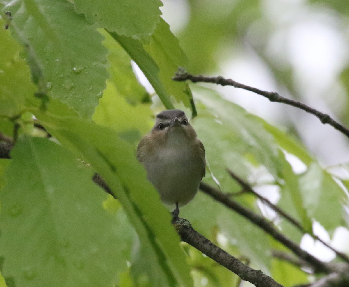 Red-eyed Vireo - Andrew Vallely