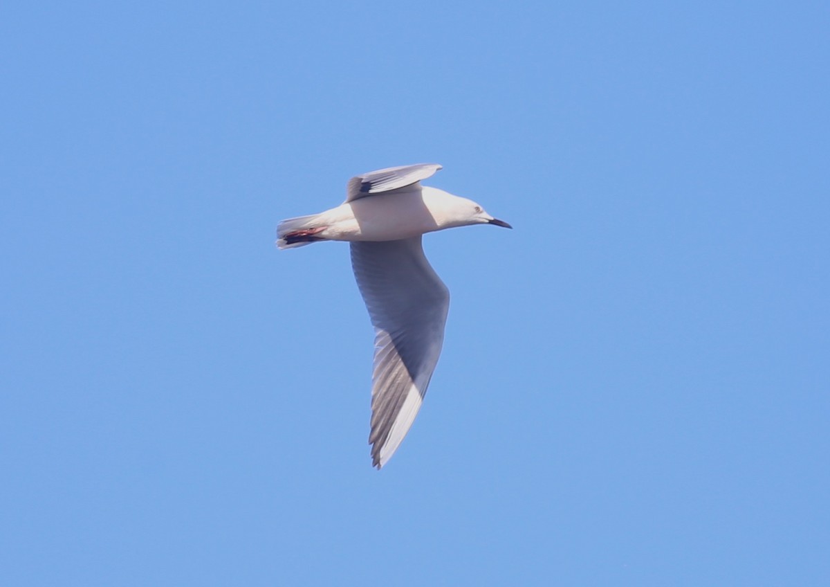 Slender-billed Gull - Paul Bourdin