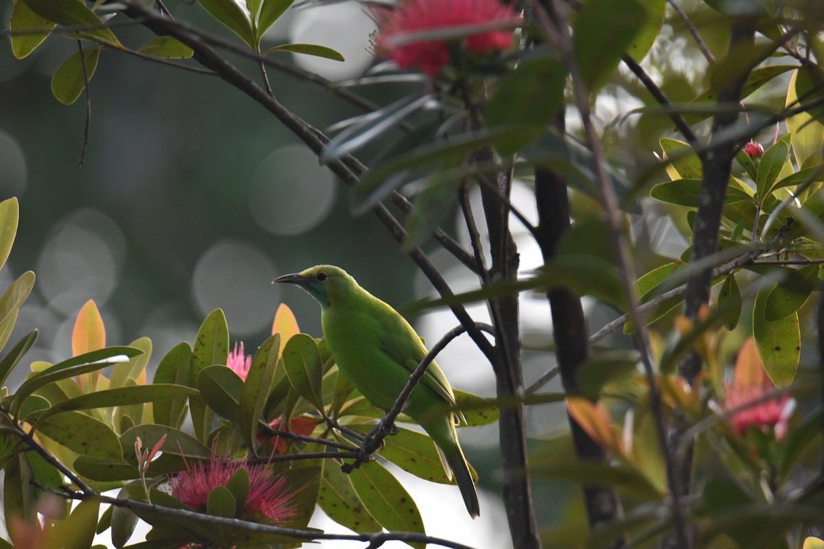 Golden-fronted Leafbird - ML618815036