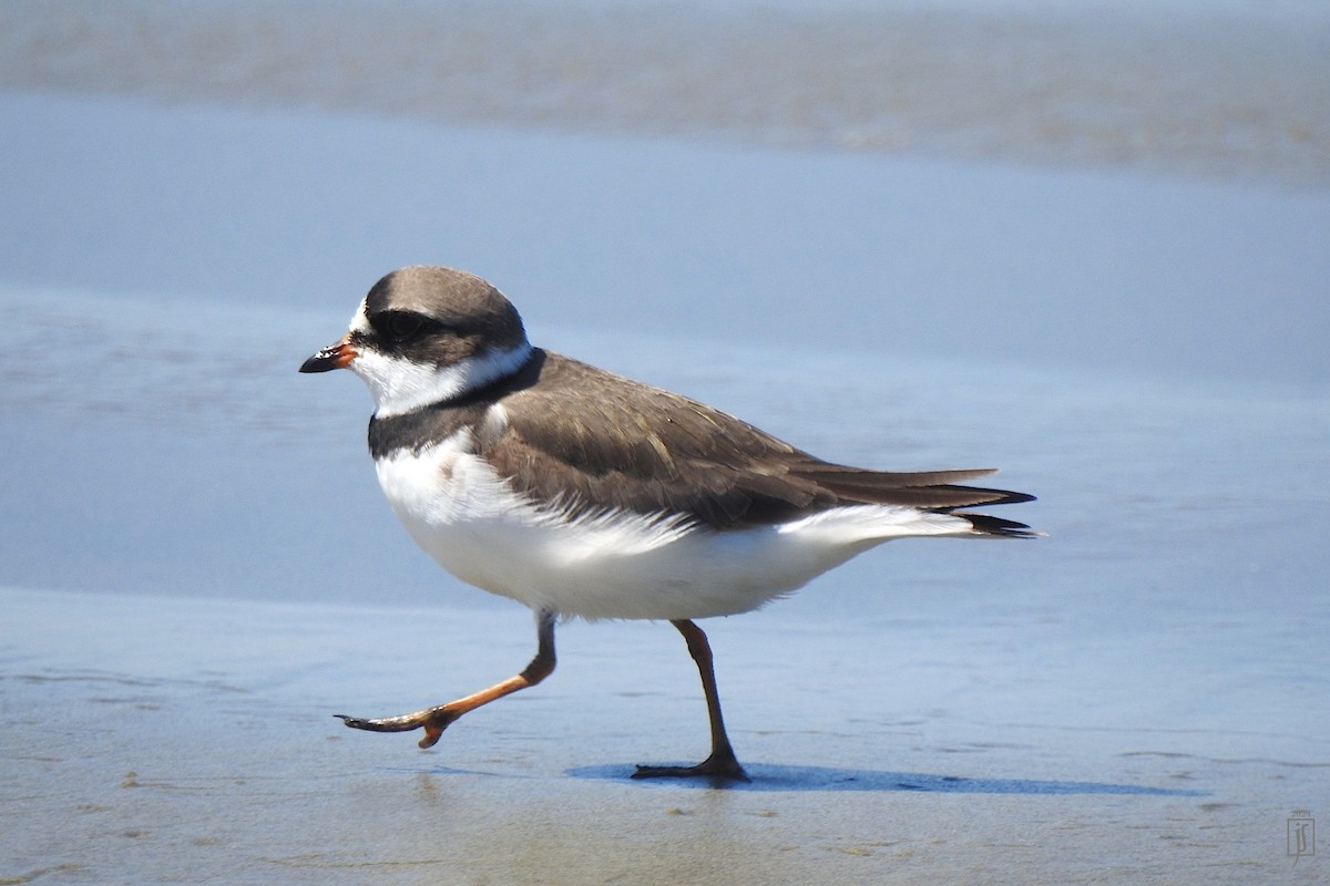 Semipalmated Plover - ML618815039