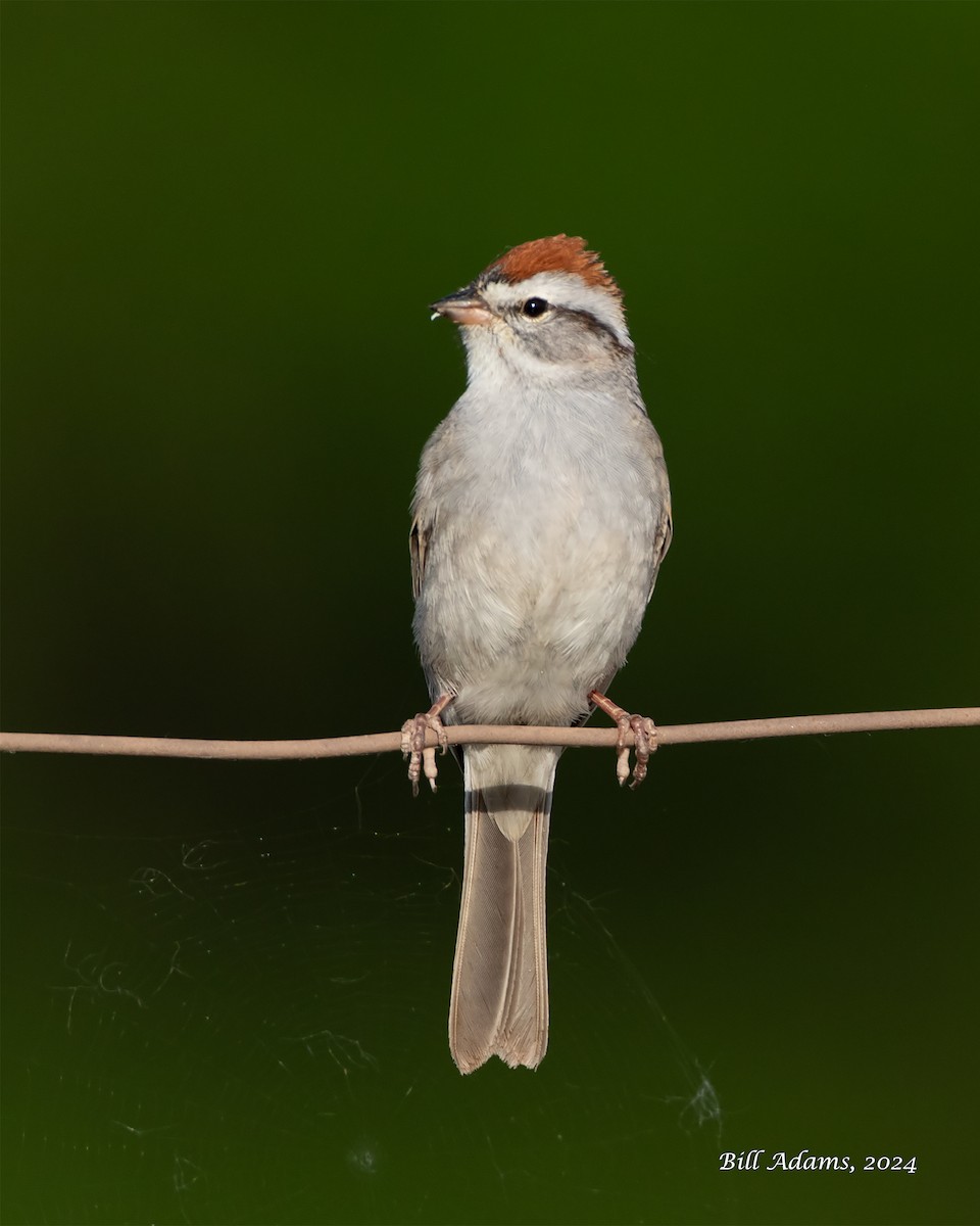 Chipping Sparrow - Bill Adams