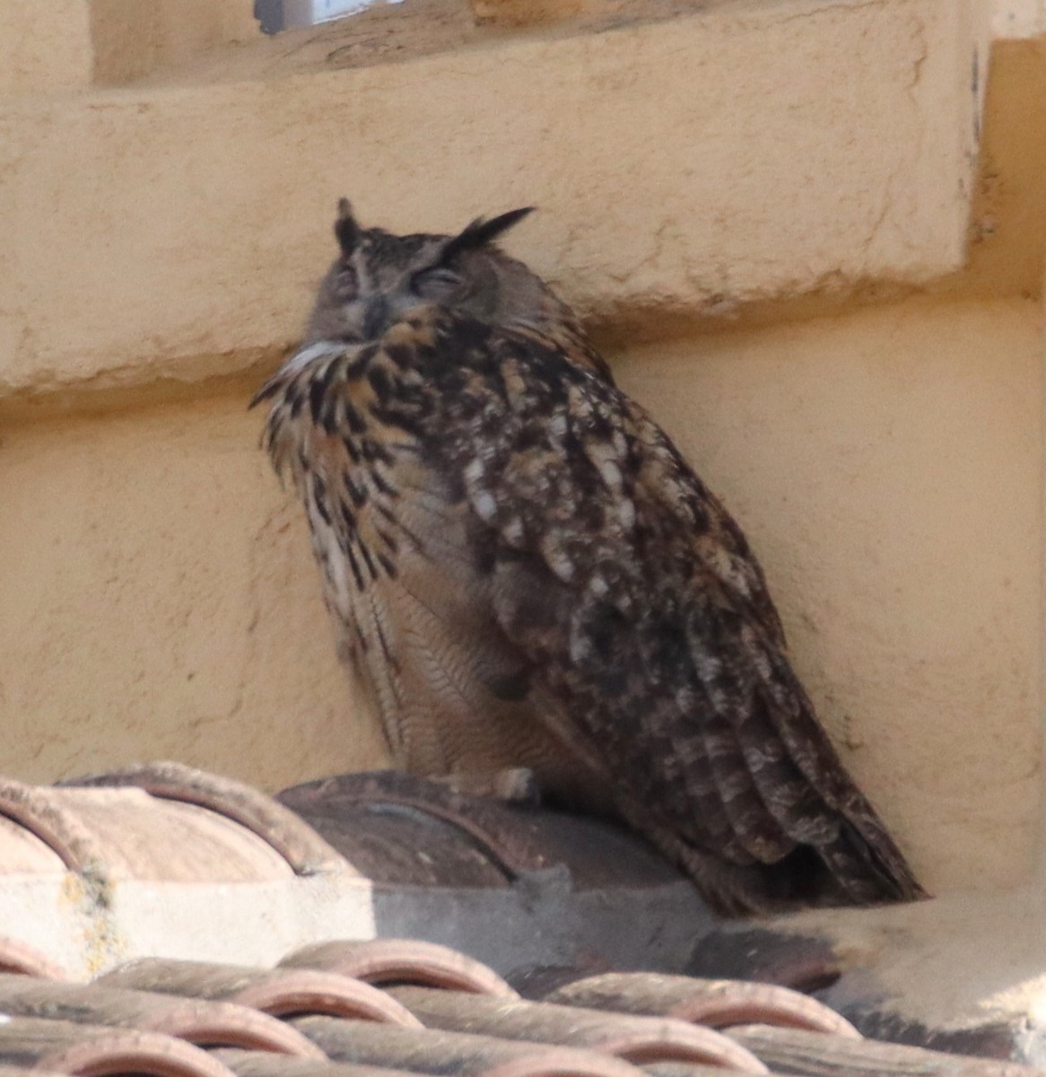 Eurasian Eagle-Owl - ML618815067