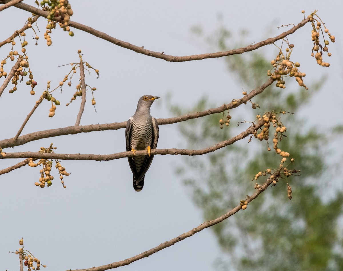 Common Cuckoo - ML618815070