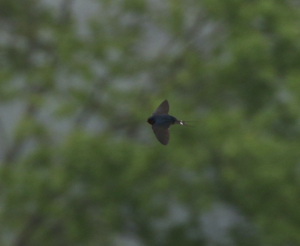Barn Swallow - Andrew Vallely