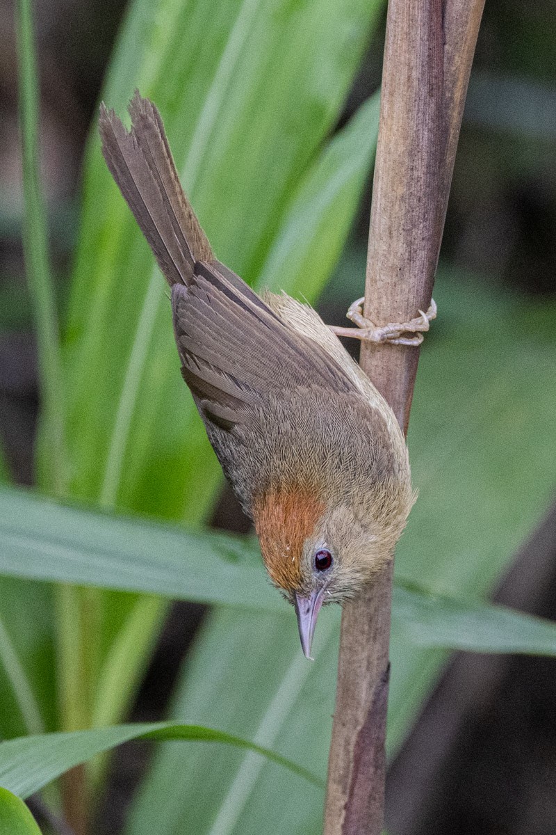 Buff-chested Babbler - Uday Agashe