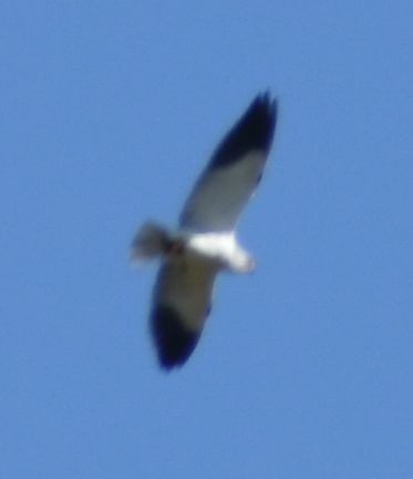 Black-winged Kite - ML618815109