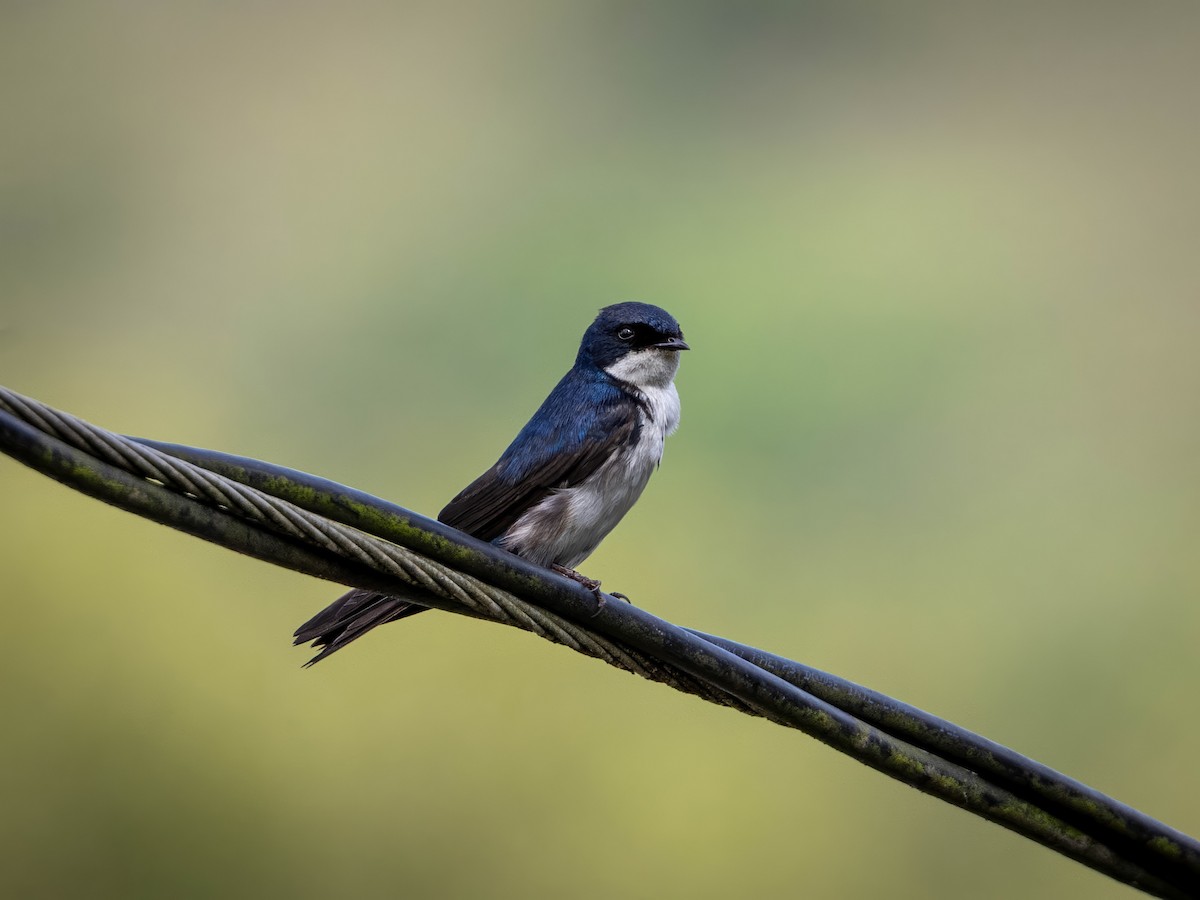 Blue-and-white Swallow - Sean Sparrow