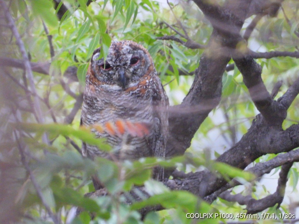 Mottled Wood-Owl - ML618815141