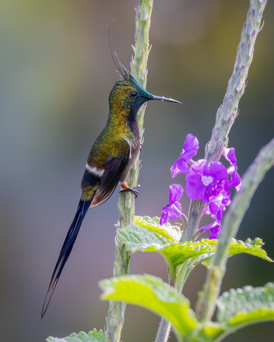 Wire-crested Thorntail - ML618815150
