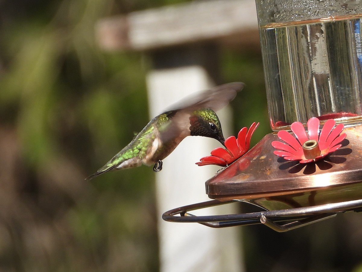Ruby-throated Hummingbird - ML618815151