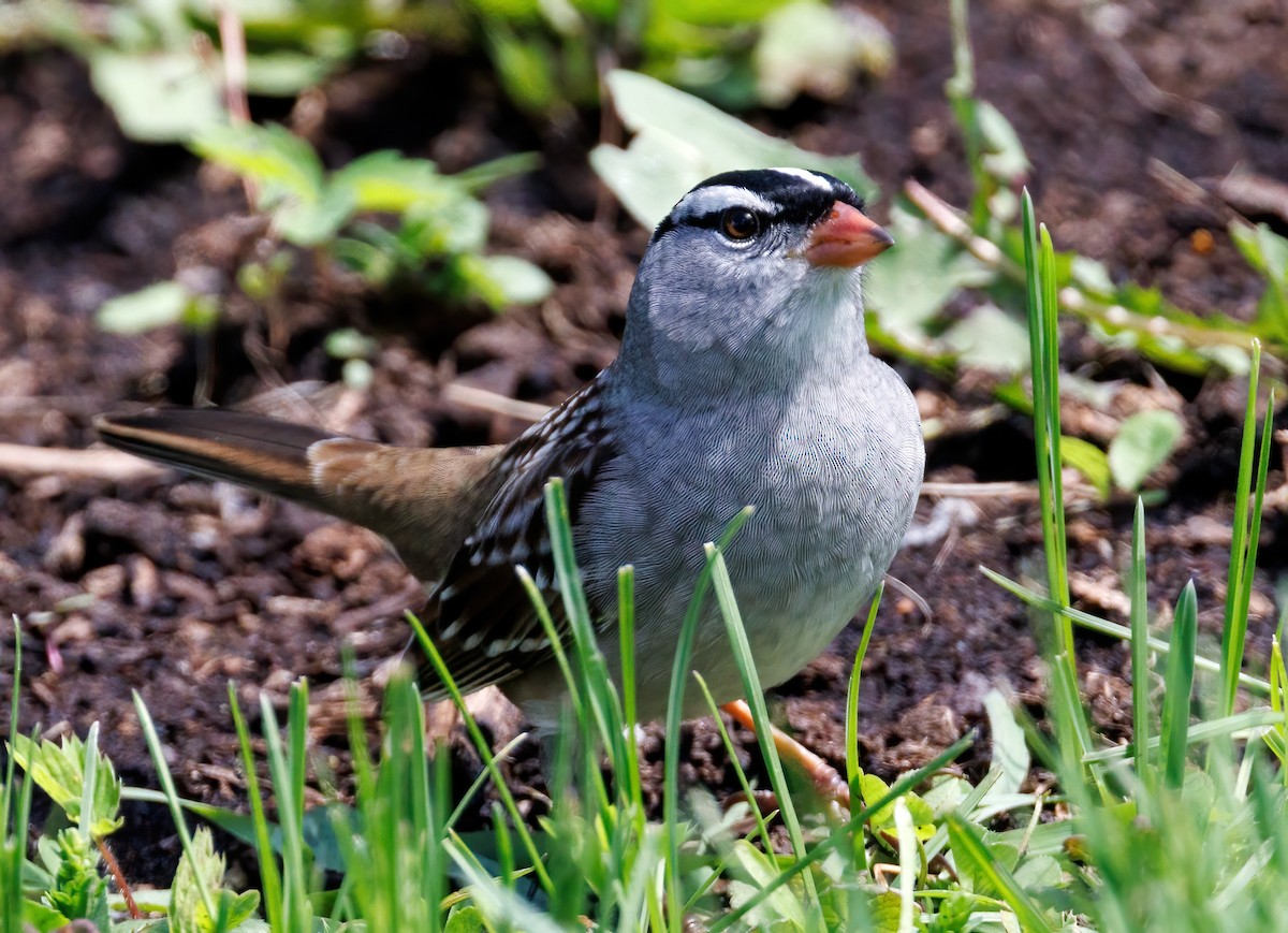 White-crowned Sparrow - ML618815174