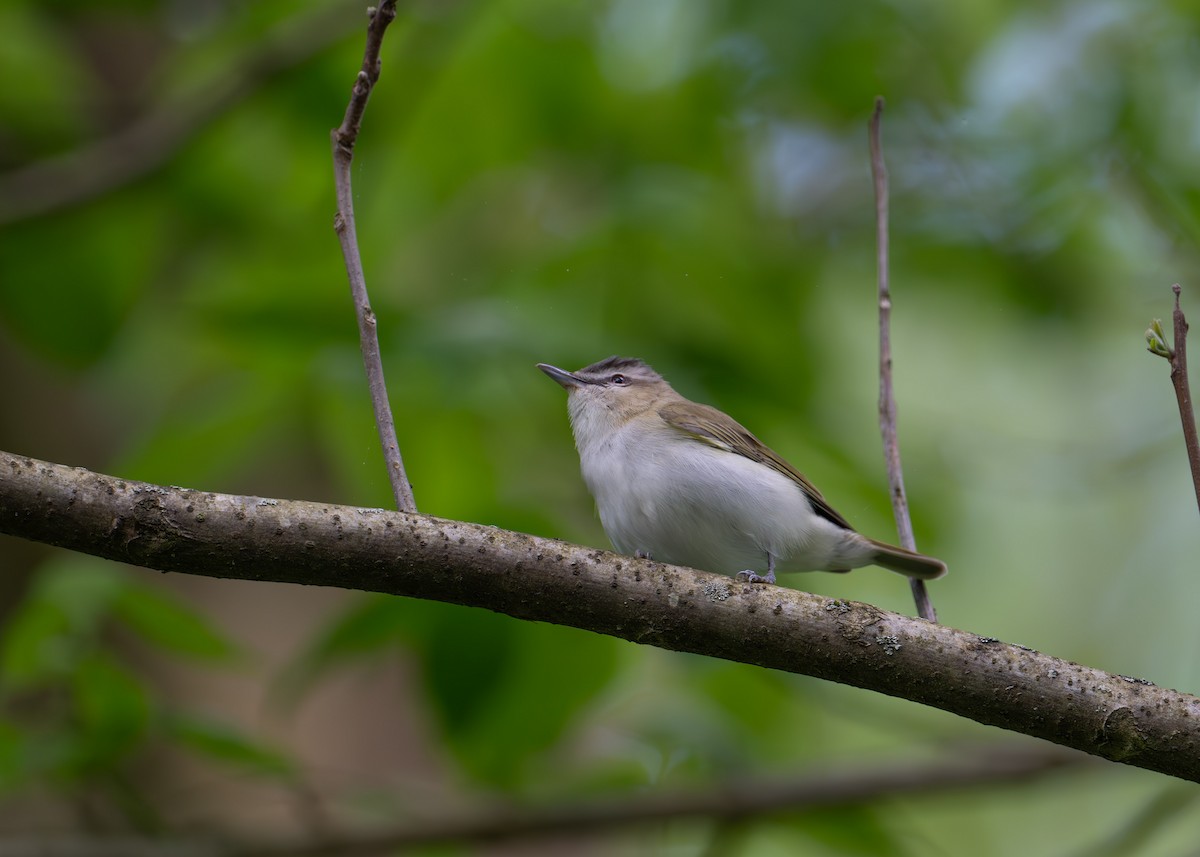 Red-eyed Vireo - Sheila and Ed Bremer