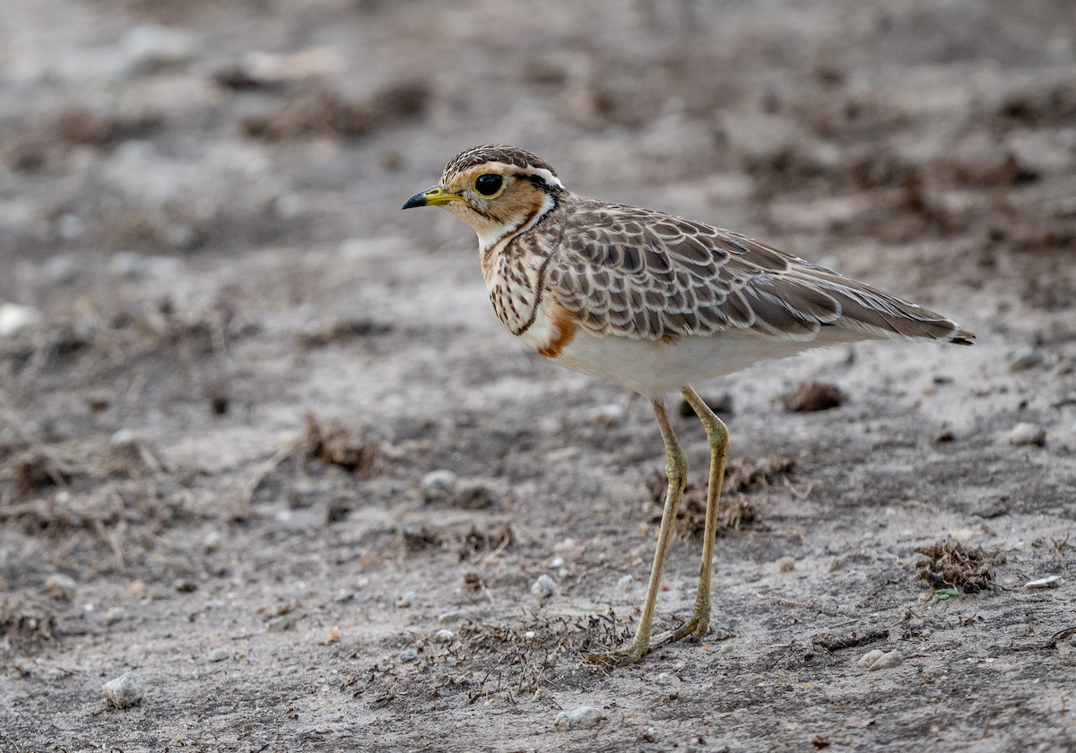 Three-banded Courser - ML618815186