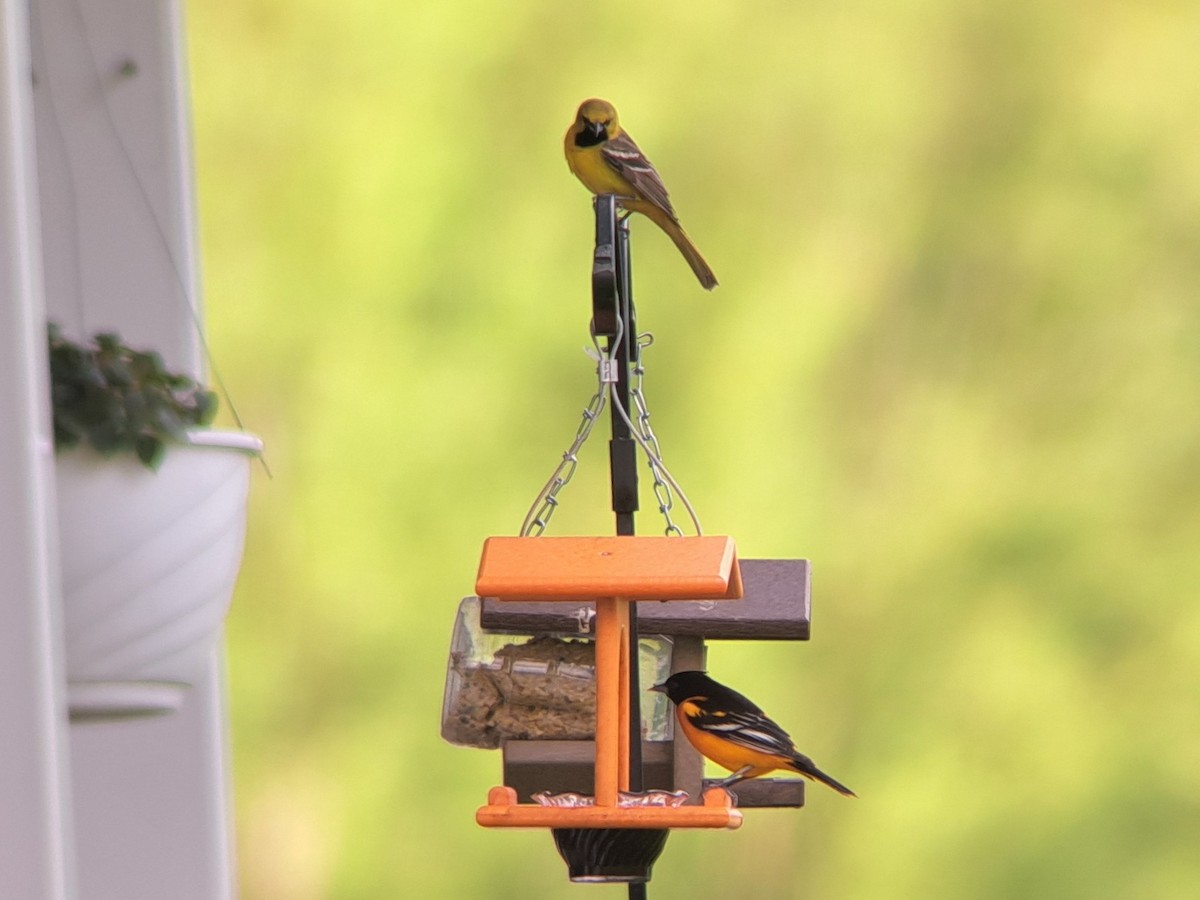 Orchard Oriole - ML618815223