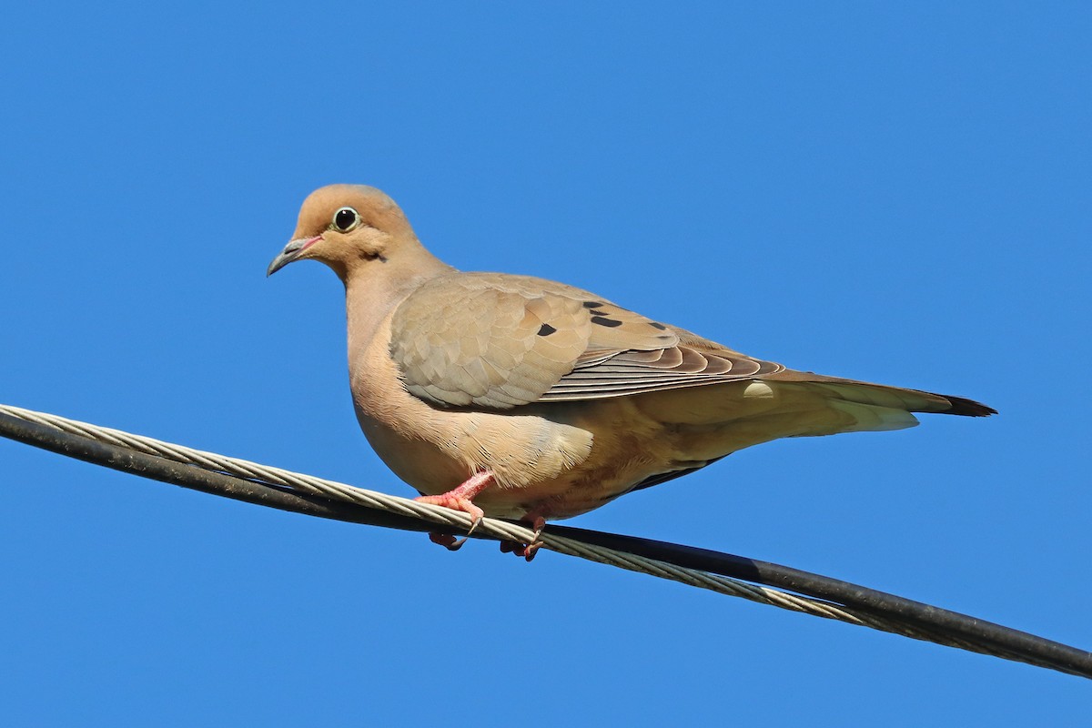 Mourning Dove - Colin Sumrall