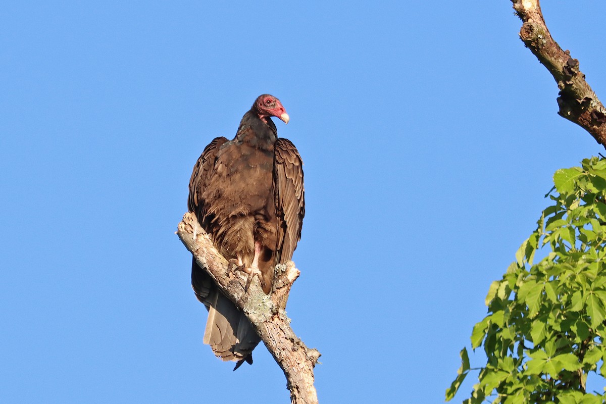 Turkey Vulture - ML618815248